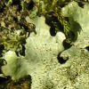 Parmelinopsis minarum